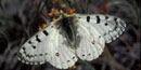 a photo of a Rocky Mountain Parnassian butterfly