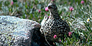 Ptarmigan in summer camouflage