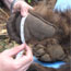 A photo of a researcher measuring a bear paw.