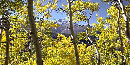 a photo of aspens glowing with autumn gold,a photo of aspens glowing with autumn gold