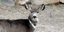 A deer wears a radio collar so scientists can track its movements.