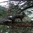 a photo of an Abert's squirrel