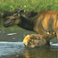 a photo of cow elk with calf