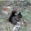 a photo of a black Abert's squirrel