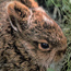 a photo of a baby bunny