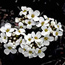 a photo of mountain candytufts