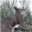 a photo of Abert's squirrel showing ear tufts