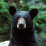 Photo Black Bear