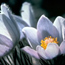 a photo of pasqueflowers