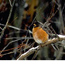 a photo of an American robin