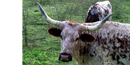 Longhorn cattle evolved from 3 breeds of cattle that the Spanish imported in the 18th century.