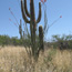 buffelgrass choking off native vegetation