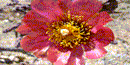 The flower of a Staghorn Cholla The flower of a Staghorn Cholla