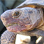 desert tortoise