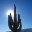 saguaro cactus