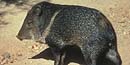 Javelina