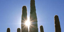 Saguaro