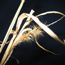 Buffelgrass spreads by seed. The dense growth form carries hot fires and risk of death to non-fire adapted cactus and other desert plants.