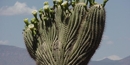 crested saguaro