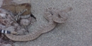western diamondback rattlesnake