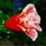 Ornamental Pomegranate Flower