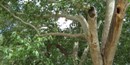 MOCA Arizona Sycamore