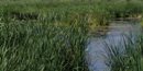 Tavasci Marsh