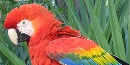 Scarlet macaws of Tuzigoot National Monument