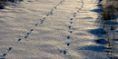 Animal tracks in the snow.