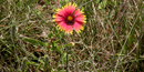 Indian Blanket