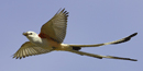 Scissor-Tailed Flycatcher