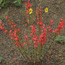 Plants in bloom Plants in bloom
