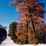 Dead ponderosa pine trees line a snow-covered road.