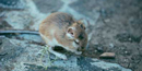 Photo of kangaroo rat