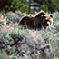 A grizzly bear stands in the sage brush