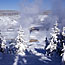Snow blankets trees in this winter scene