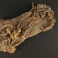 Yucca Sandal