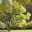 Fremont Cottonwood