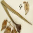 Yucca baccata (Datil Yucca)