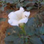Sacred Datura