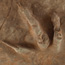 Grallator Track