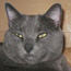 Greyson the Cat