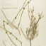 Ephedra nevadensis (Mormon Tea)