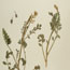 Astragalus ampullarioides (Shivwits Milkvetch)