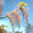 Boxelder