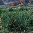 Datil Yucca Datil Yucca