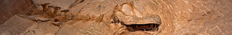 Camarasaurus skull still embedded in the quarry face