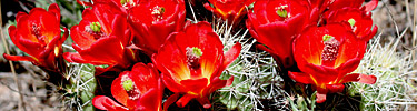 Claretcup_flowers