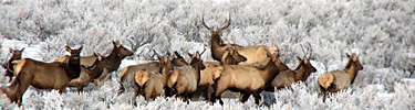 Elk-in-winter