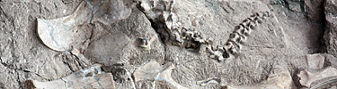 Fossil-Wall-vertebrae
